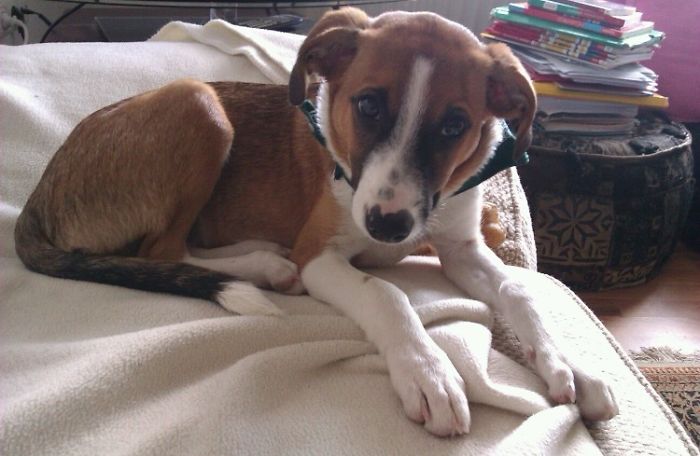 These 223 Dogs On Their First Day Of Adoption Will Make You Want To Adopt One Too