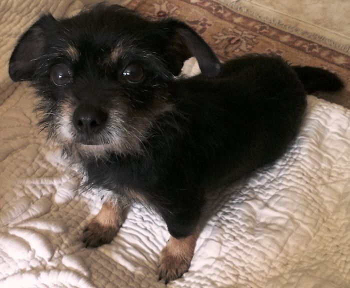 These 223 Dogs On Their First Day Of Adoption Will Make You Want To Adopt One Too