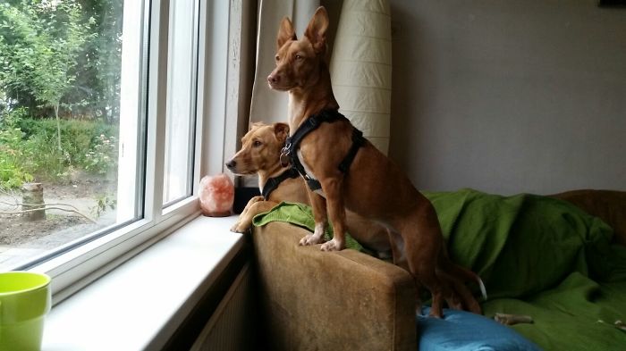 These 223 Dogs On Their First Day Of Adoption Will Make You Want To Adopt One Too