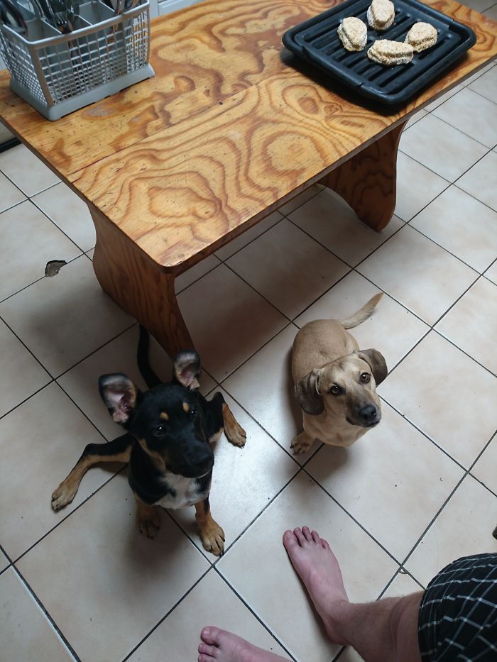 These 223 Dogs On Their First Day Of Adoption Will Make You Want To Adopt One Too