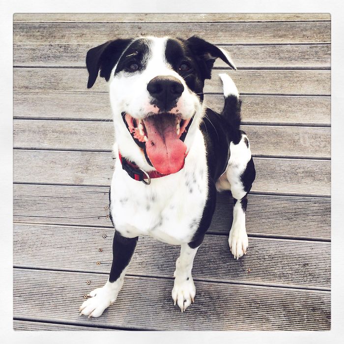 These 223 Dogs On Their First Day Of Adoption Will Make You Want To Adopt One Too