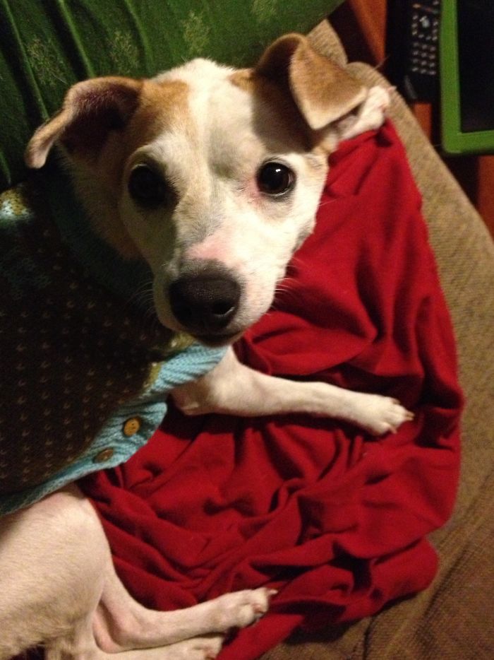 These 223 Dogs On Their First Day Of Adoption Will Make You Want To Adopt One Too