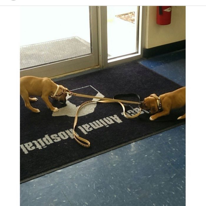 These 223 Dogs On Their First Day Of Adoption Will Make You Want To Adopt One Too