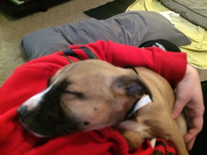 These 223 Dogs On Their First Day Of Adoption Will Make You Want To Adopt One Too