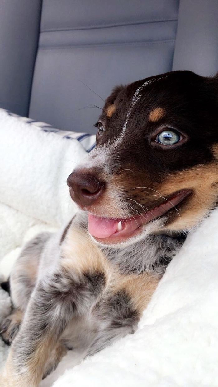 These 223 Dogs On Their First Day Of Adoption Will Make You Want To Adopt One Too