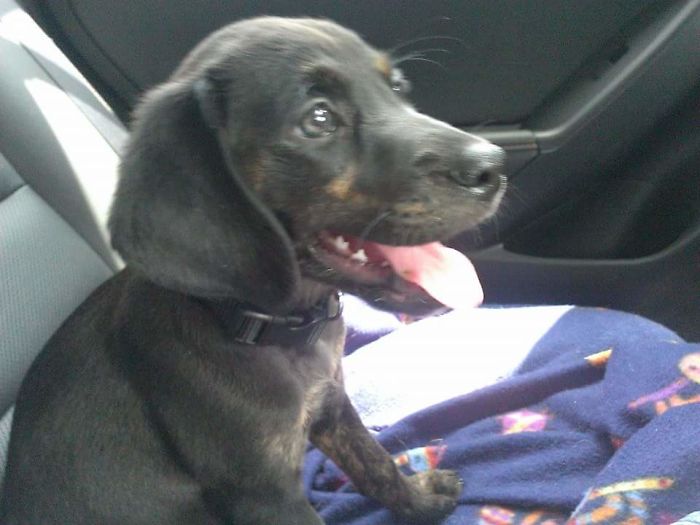 These 223 Dogs On Their First Day Of Adoption Will Make You Want To Adopt One Too