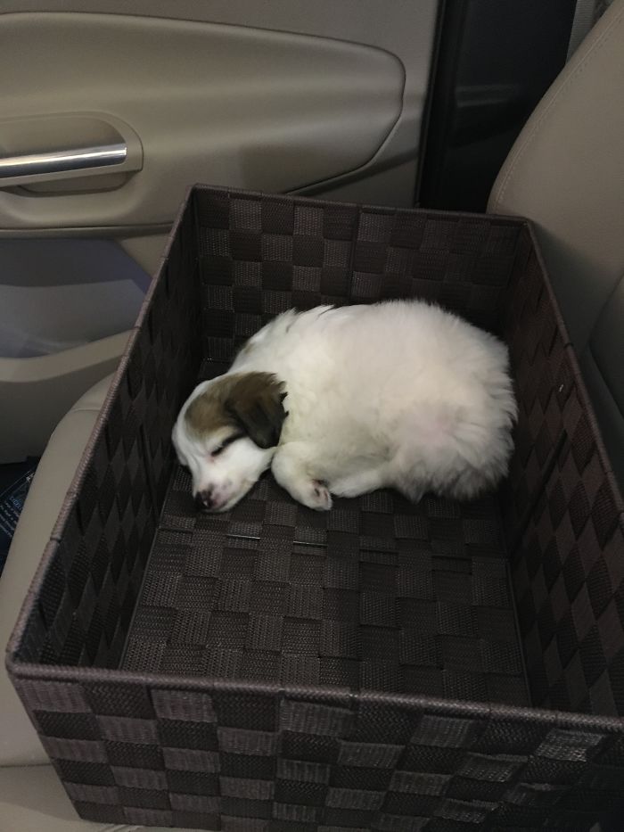 These 223 Dogs On Their First Day Of Adoption Will Make You Want To Adopt One Too