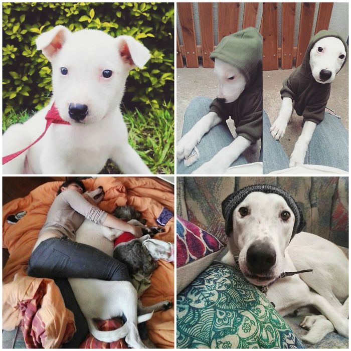 These 223 Dogs On Their First Day Of Adoption Will Make You Want To Adopt One Too