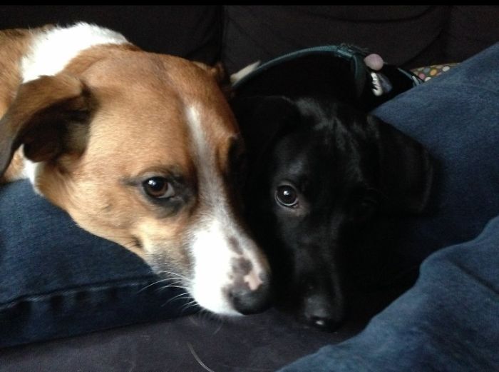 These 223 Dogs On Their First Day Of Adoption Will Make You Want To Adopt One Too