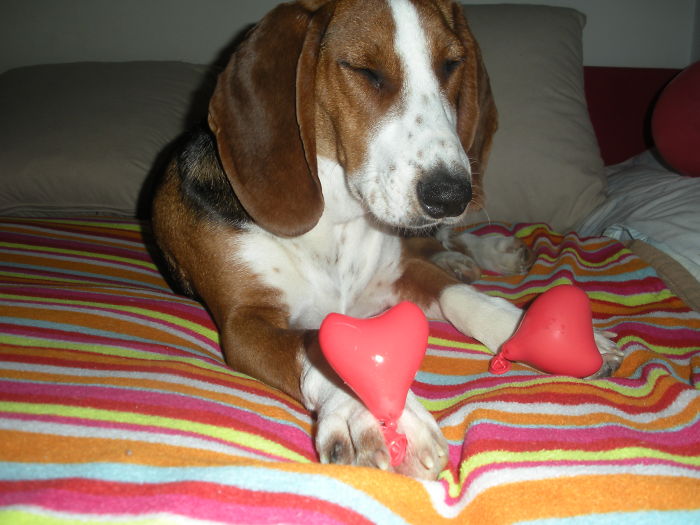 These 223 Dogs On Their First Day Of Adoption Will Make You Want To Adopt One Too