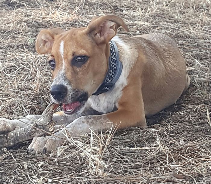 These 223 Dogs On Their First Day Of Adoption Will Make You Want To Adopt One Too