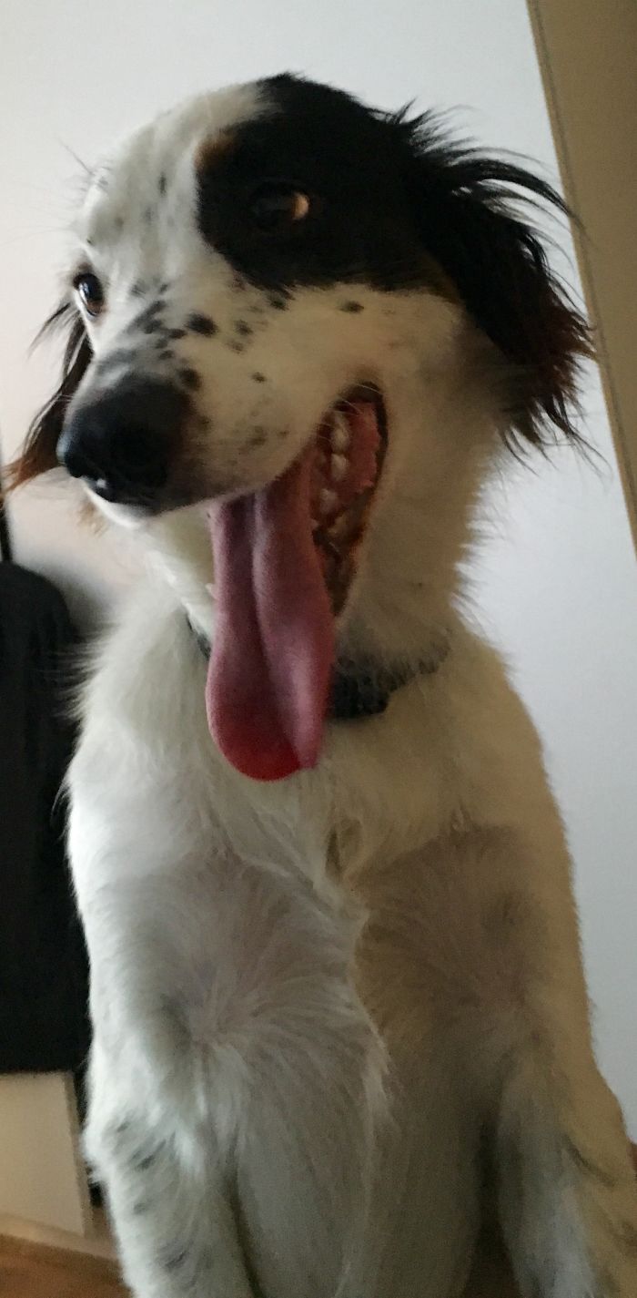 These 223 Dogs On Their First Day Of Adoption Will Make You Want To Adopt One Too