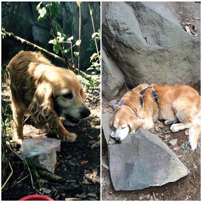 These 223 Dogs On Their First Day Of Adoption Will Make You Want To Adopt One Too