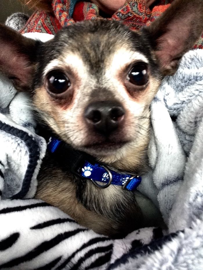 These 223 Dogs On Their First Day Of Adoption Will Make You Want To Adopt One Too