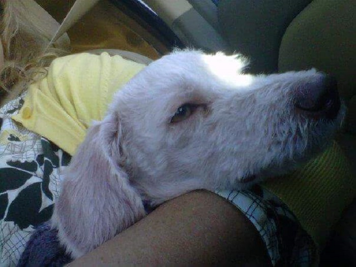 These 223 Dogs On Their First Day Of Adoption Will Make You Want To Adopt One Too