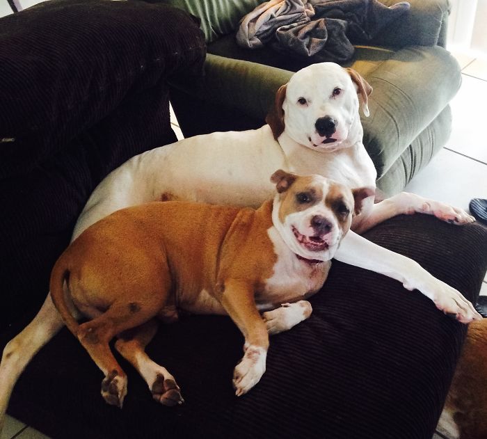 These 223 Dogs On Their First Day Of Adoption Will Make You Want To Adopt One Too