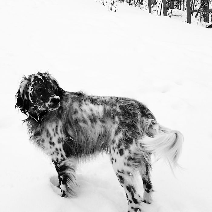 These 223 Dogs On Their First Day Of Adoption Will Make You Want To Adopt One Too