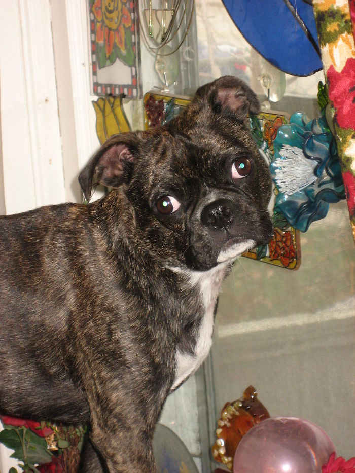 These 223 Dogs On Their First Day Of Adoption Will Make You Want To Adopt One Too