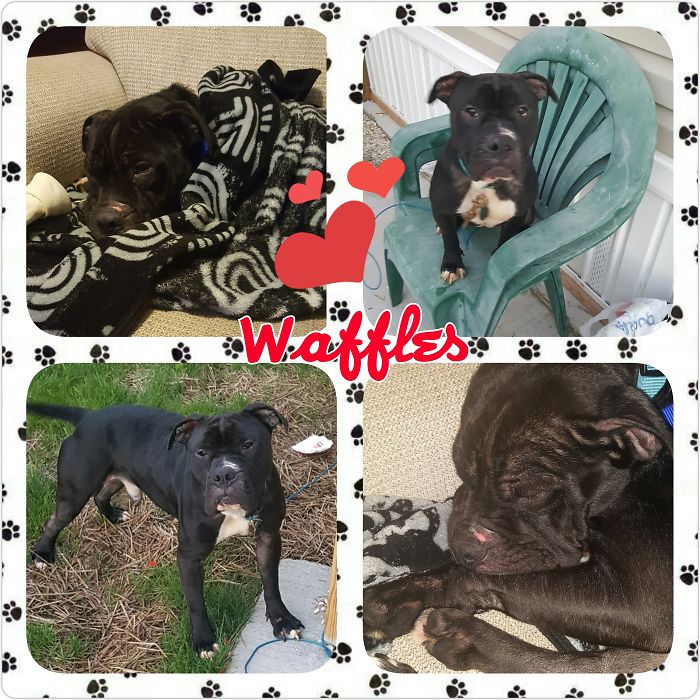 These 223 Dogs On Their First Day Of Adoption Will Make You Want To Adopt One Too