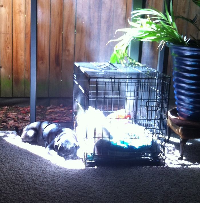 These 223 Dogs On Their First Day Of Adoption Will Make You Want To Adopt One Too