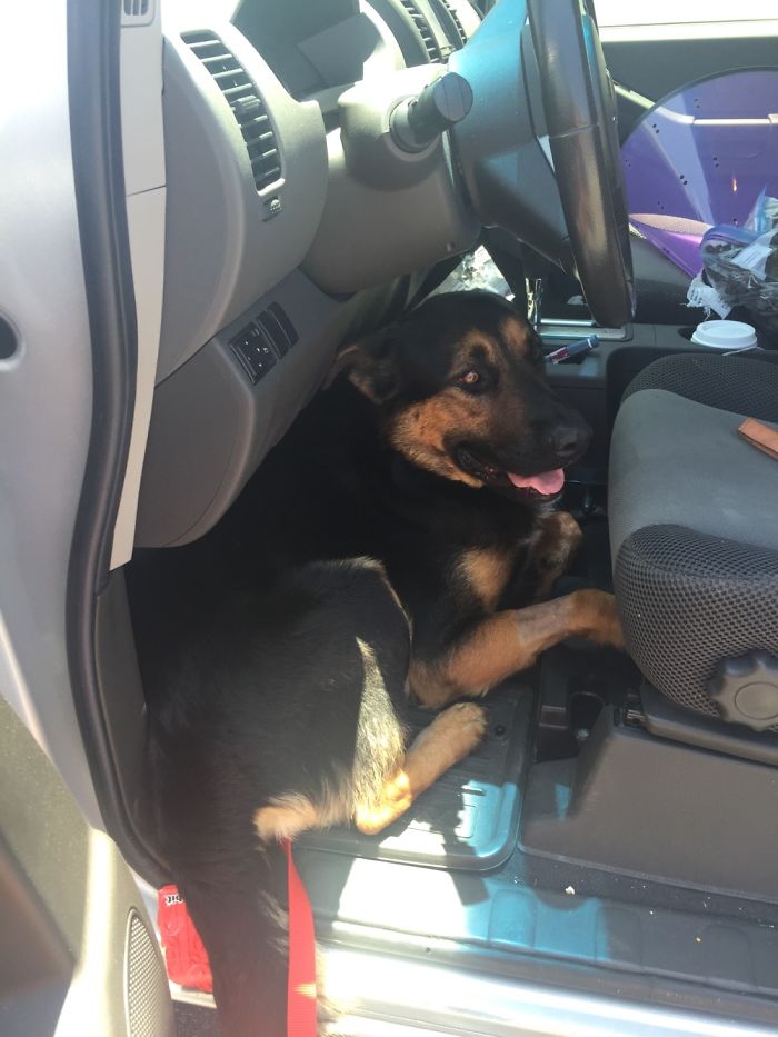 These 223 Dogs On Their First Day Of Adoption Will Make You Want To Adopt One Too