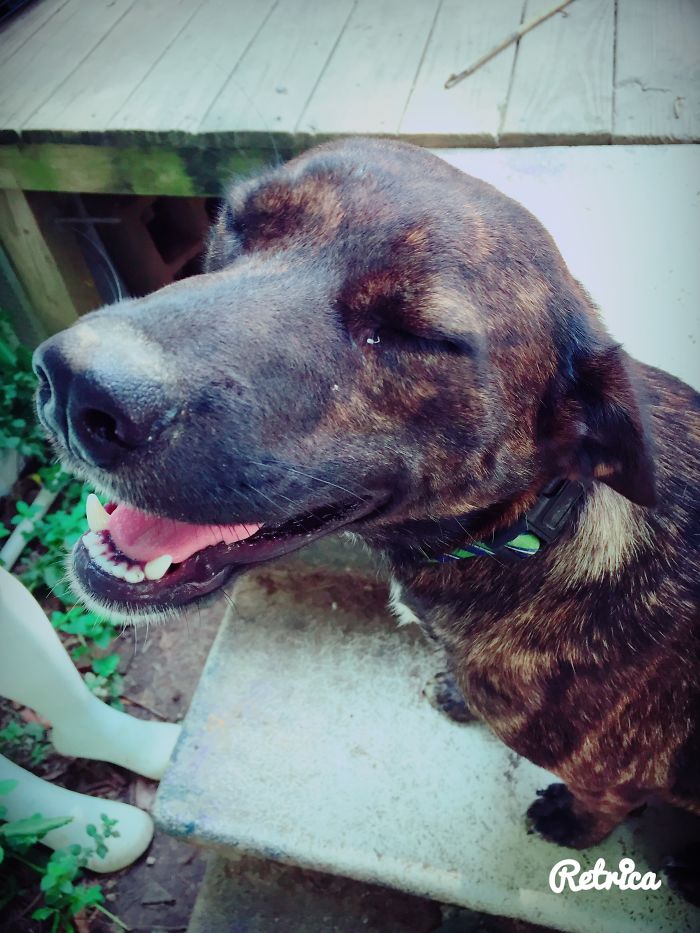 These 223 Dogs On Their First Day Of Adoption Will Make You Want To Adopt One Too