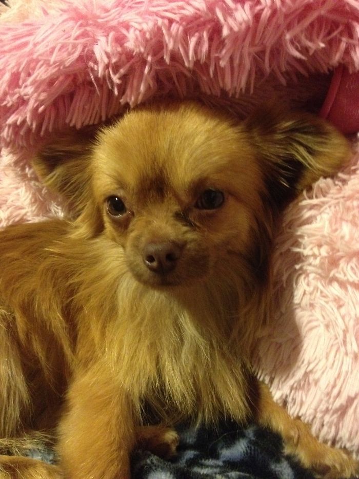 These 223 Dogs On Their First Day Of Adoption Will Make You Want To Adopt One Too