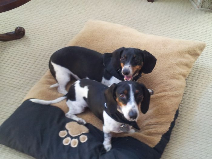 These 223 Dogs On Their First Day Of Adoption Will Make You Want To Adopt One Too