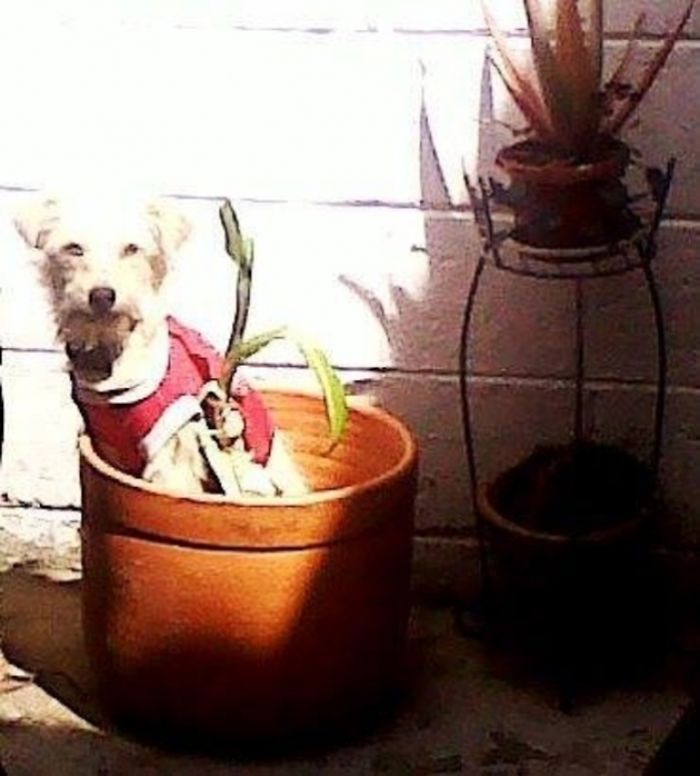 These 223 Dogs On Their First Day Of Adoption Will Make You Want To Adopt One Too