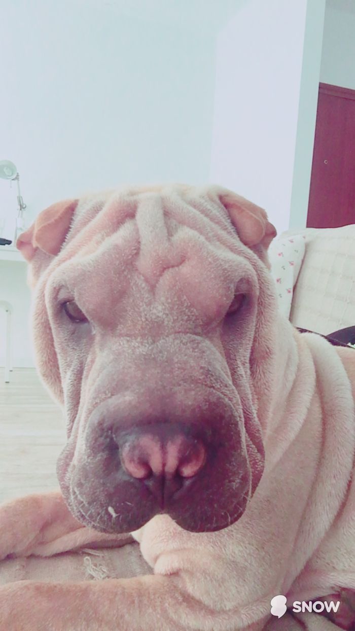 These 223 Dogs On Their First Day Of Adoption Will Make You Want To Adopt One Too