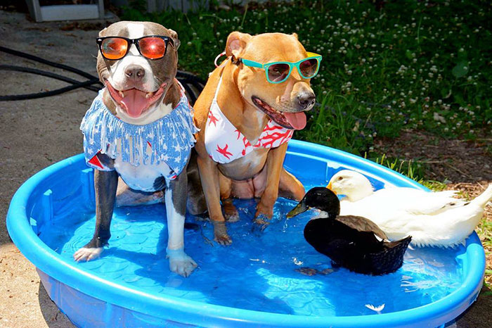 This Couple Rescued 7 Animals And This Is How They Live Now This Couple Rescued 7 Animals And This Is How They Live Now