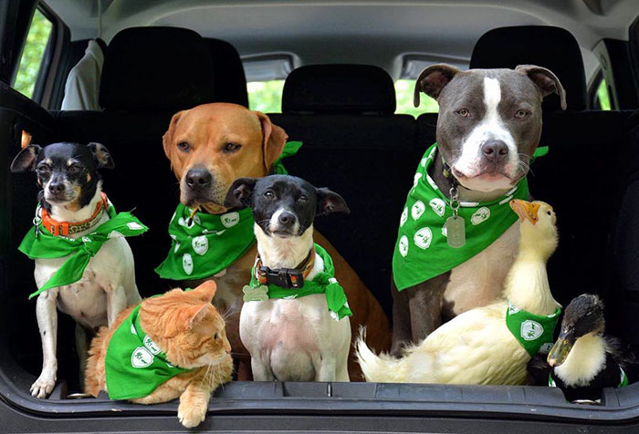 This Couple Rescued 7 Animals And This Is How They Live Now This Couple Rescued 7 Animals And This Is How They Live Now