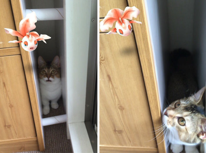 People Are Posting Proof That Pets Can See Pokèmon Go And The Evidence Is More Than Convincing People Are Posting Proof That Pets Can See Pokèmon Go And The Evidence Is More Than Convincing