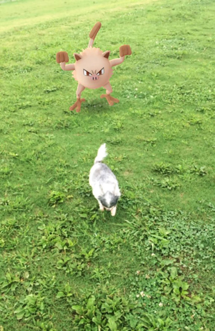 People Are Posting Proof That Pets Can See Pokèmon Go And The Evidence Is More Than Convincing People Are Posting Proof That Pets Can See Pokèmon Go And The Evidence Is More Than Convincing