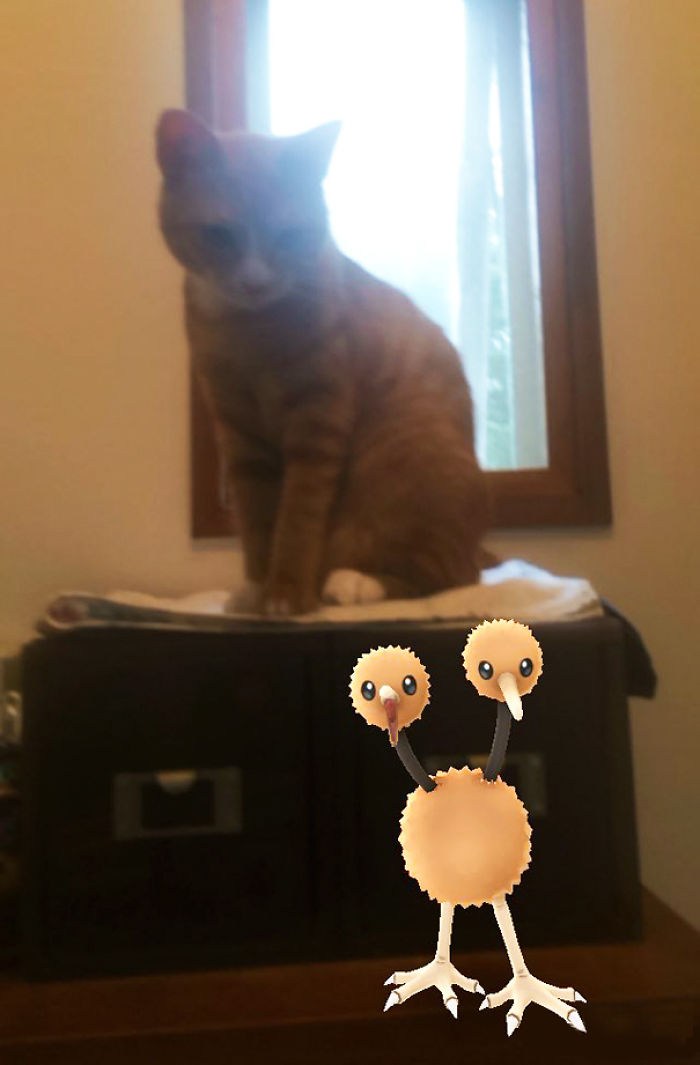 People Are Posting Proof That Pets Can See Pokèmon Go And The Evidence Is More Than Convincing People Are Posting Proof That Pets Can See Pokèmon Go And The Evidence Is More Than Convincing