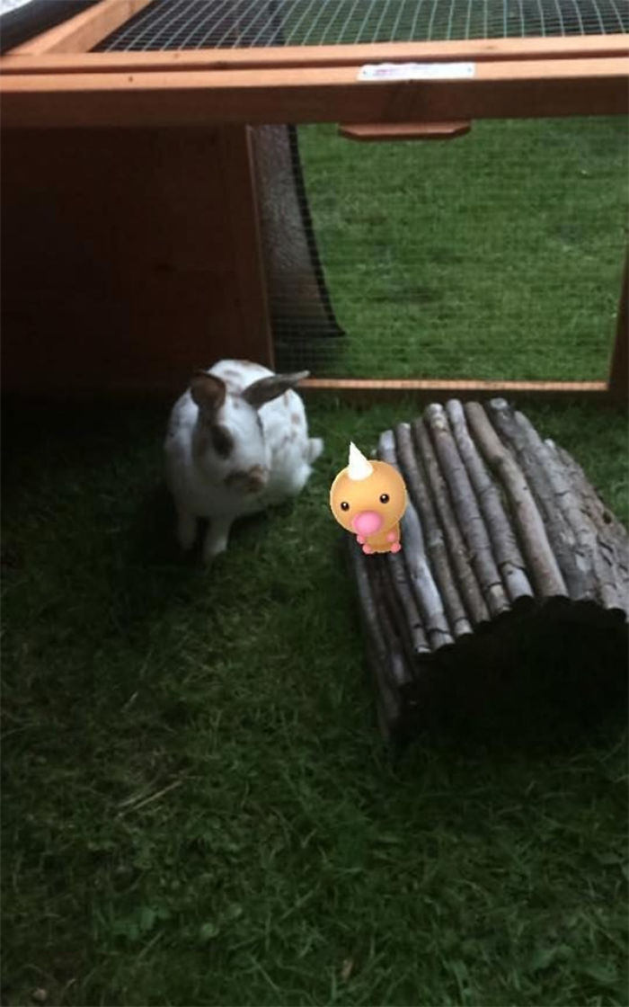 People Are Posting Proof That Pets Can See Pokèmon Go And The Evidence Is More Than Convincing People Are Posting Proof That Pets Can See Pokèmon Go And The Evidence Is More Than Convincing