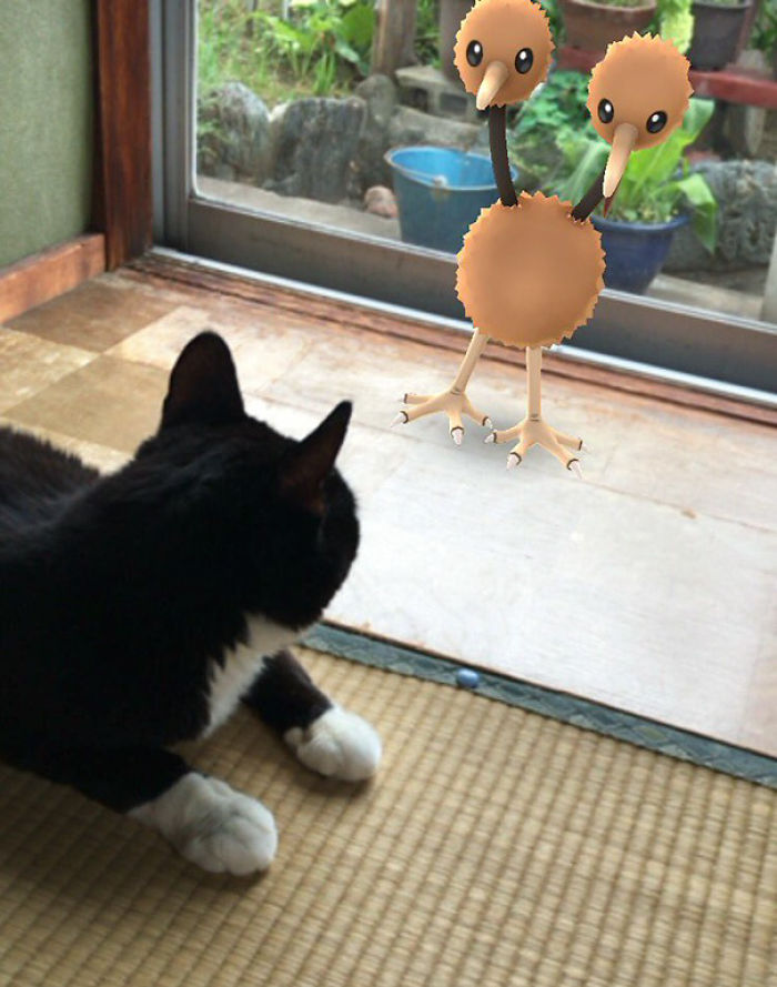People Are Posting Proof That Pets Can See Pokèmon Go And The Evidence Is More Than Convincing People Are Posting Proof That Pets Can See Pokèmon Go And The Evidence Is More Than Convincing