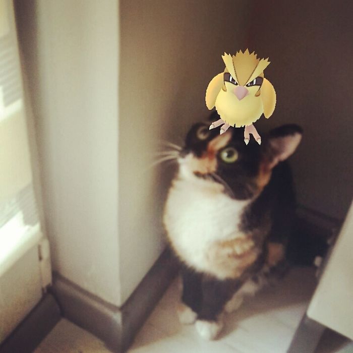 People Are Posting Proof That Pets Can See Pokèmon Go And The Evidence Is More Than Convincing People Are Posting Proof That Pets Can See Pokèmon Go And The Evidence Is More Than Convincing