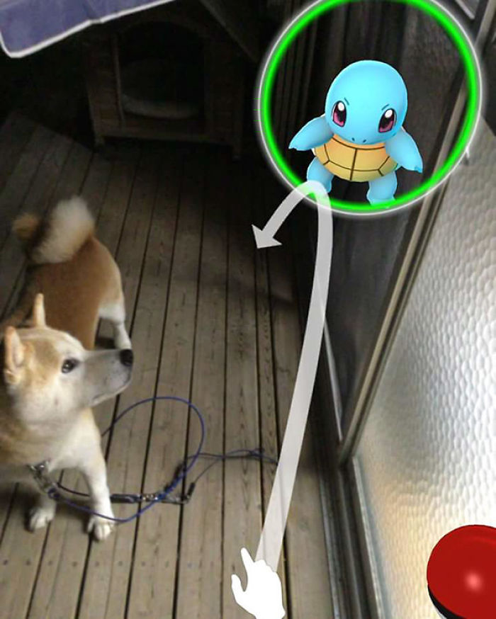 People Are Posting Proof That Pets Can See Pokèmon Go And The Evidence Is More Than Convincing People Are Posting Proof That Pets Can See Pokèmon Go And The Evidence Is More Than Convincing