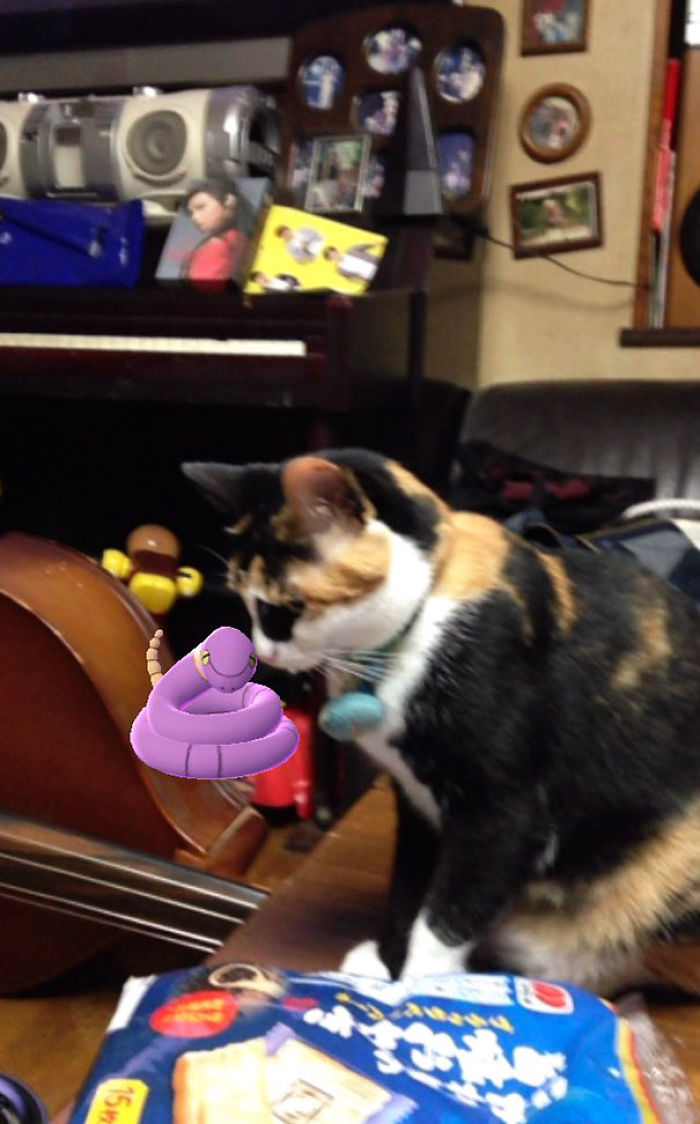 People Are Posting Proof That Pets Can See Pokèmon Go And The Evidence Is More Than Convincing People Are Posting Proof That Pets Can See Pokèmon Go And The Evidence Is More Than Convincing