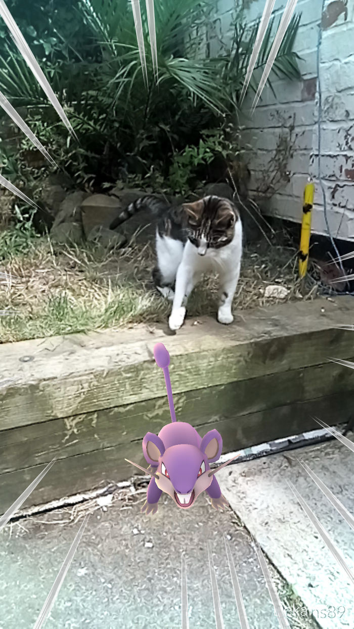 People Are Posting Proof That Pets Can See Pokèmon Go And The Evidence Is More Than Convincing People Are Posting Proof That Pets Can See Pokèmon Go And The Evidence Is More Than Convincing