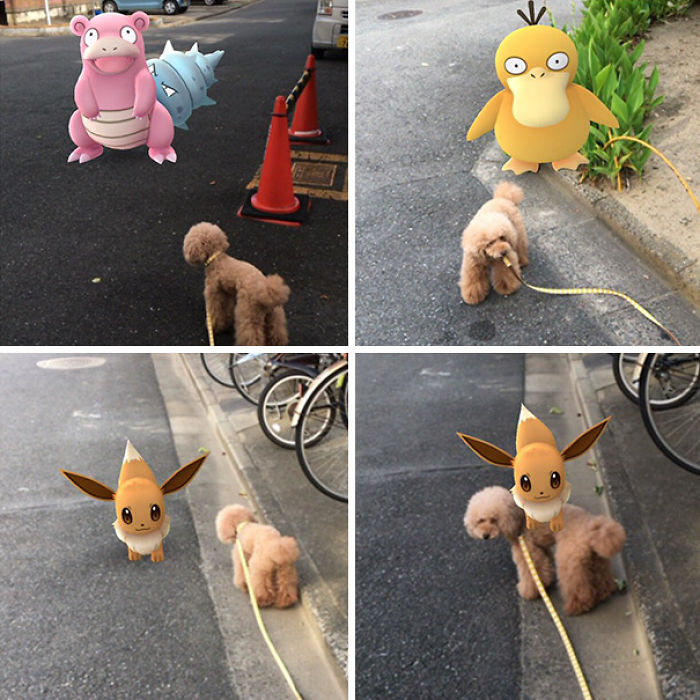 People Are Posting Proof That Pets Can See Pokèmon Go And The Evidence Is More Than Convincing People Are Posting Proof That Pets Can See Pokèmon Go And The Evidence Is More Than Convincing