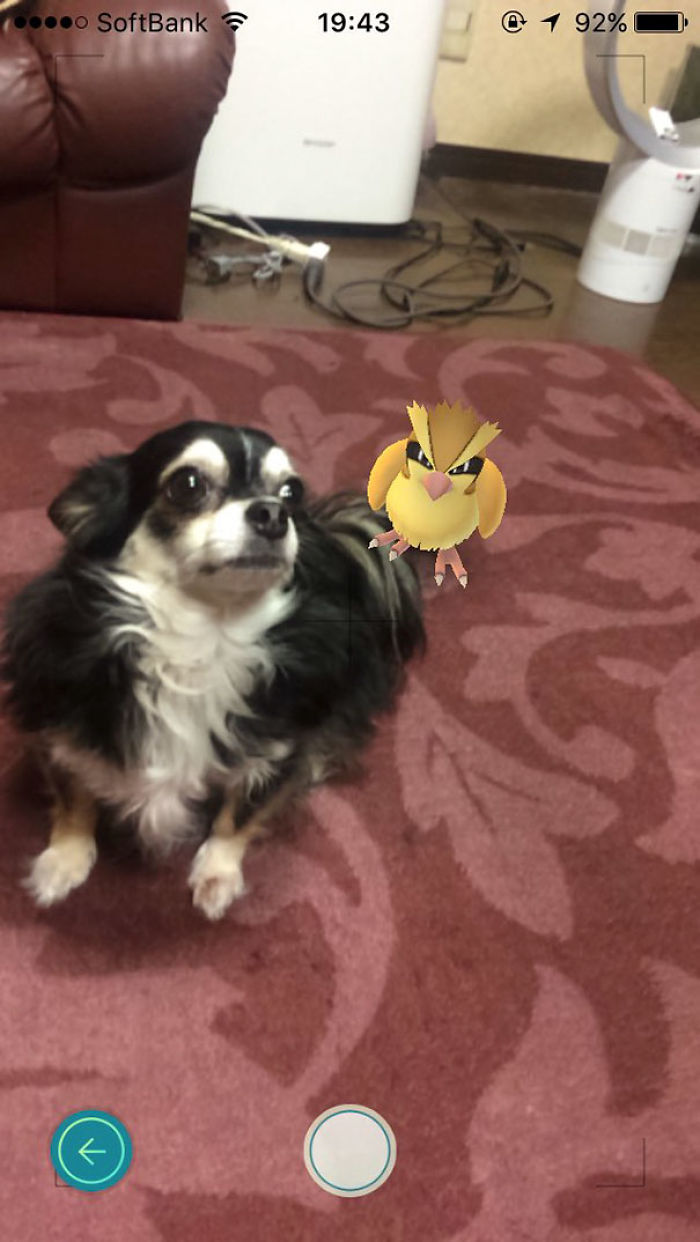 People Are Posting Proof That Pets Can See Pokèmon Go And The Evidence Is More Than Convincing People Are Posting Proof That Pets Can See Pokèmon Go And The Evidence Is More Than Convincing
