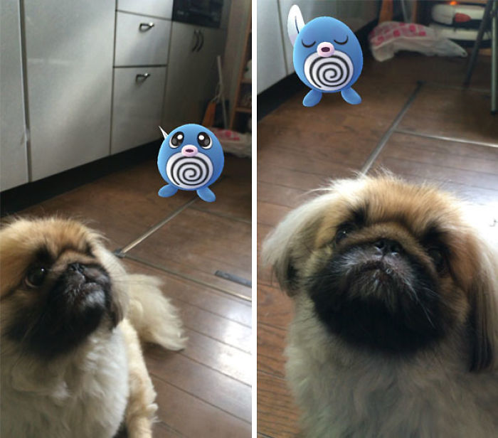 People Are Posting Proof That Pets Can See Pokèmon Go And The Evidence Is More Than Convincing People Are Posting Proof That Pets Can See Pokèmon Go And The Evidence Is More Than Convincing