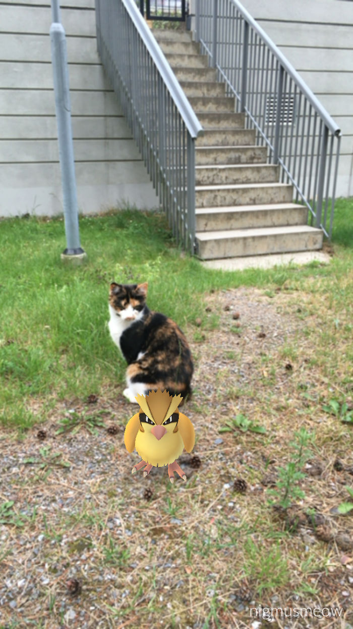 People Are Posting Proof That Pets Can See Pokèmon Go And The Evidence Is More Than Convincing People Are Posting Proof That Pets Can See Pokèmon Go And The Evidence Is More Than Convincing