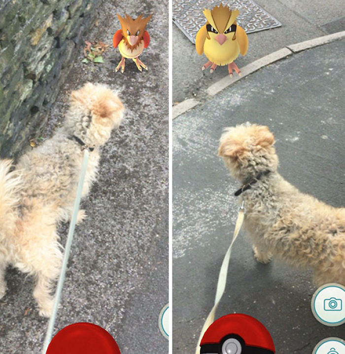 People Are Posting Proof That Pets Can See Pokèmon Go And The Evidence Is More Than Convincing People Are Posting Proof That Pets Can See Pokèmon Go And The Evidence Is More Than Convincing