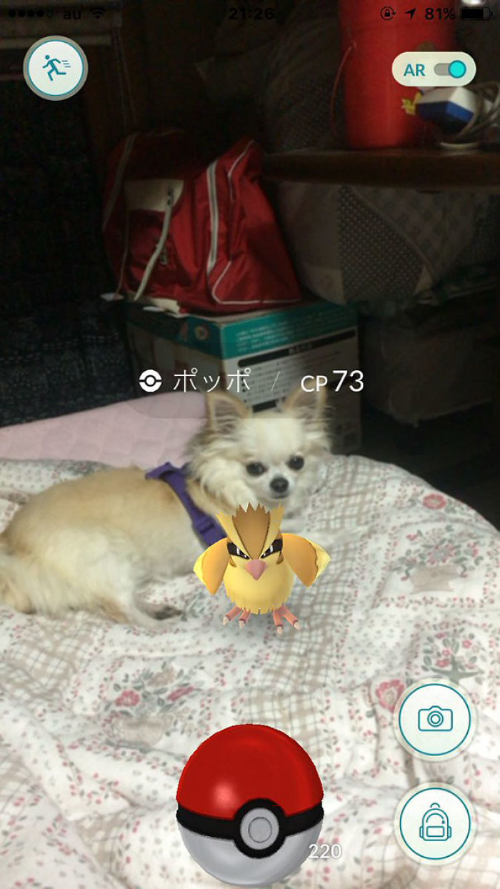 People Are Posting Proof That Pets Can See Pokèmon Go And The Evidence Is More Than Convincing People Are Posting Proof That Pets Can See Pokèmon Go And The Evidence Is More Than Convincing