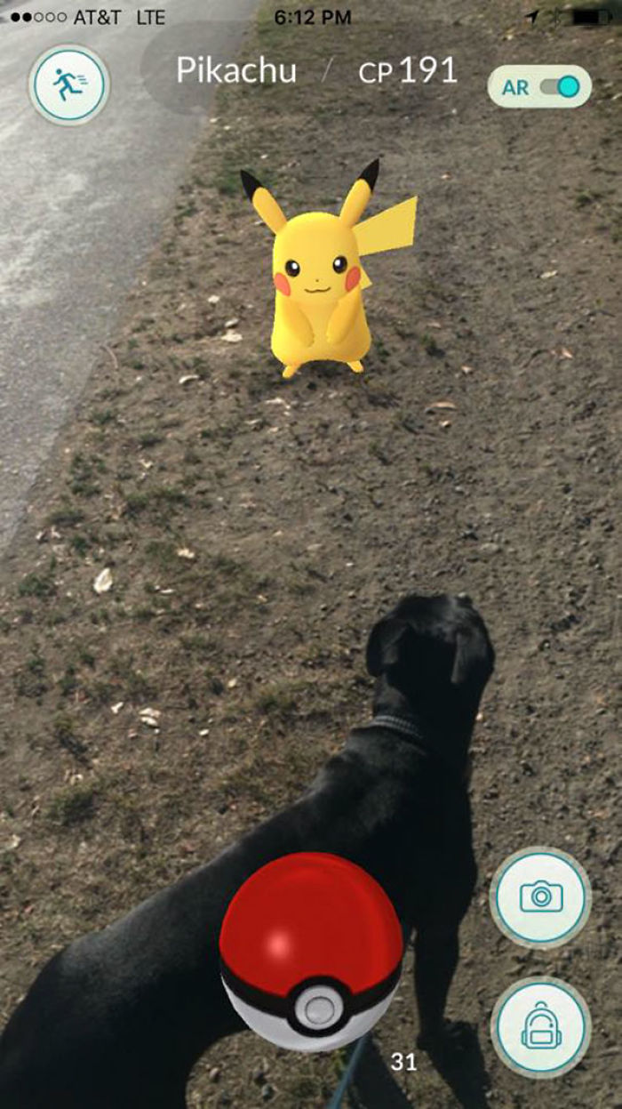 People Are Posting Proof That Pets Can See Pokèmon Go And The Evidence Is More Than Convincing People Are Posting Proof That Pets Can See Pokèmon Go And The Evidence Is More Than Convincing