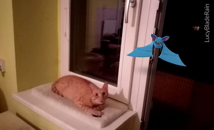 People Are Posting Proof That Pets Can See Pokèmon Go And The Evidence Is More Than Convincing People Are Posting Proof That Pets Can See Pokèmon Go And The Evidence Is More Than Convincing