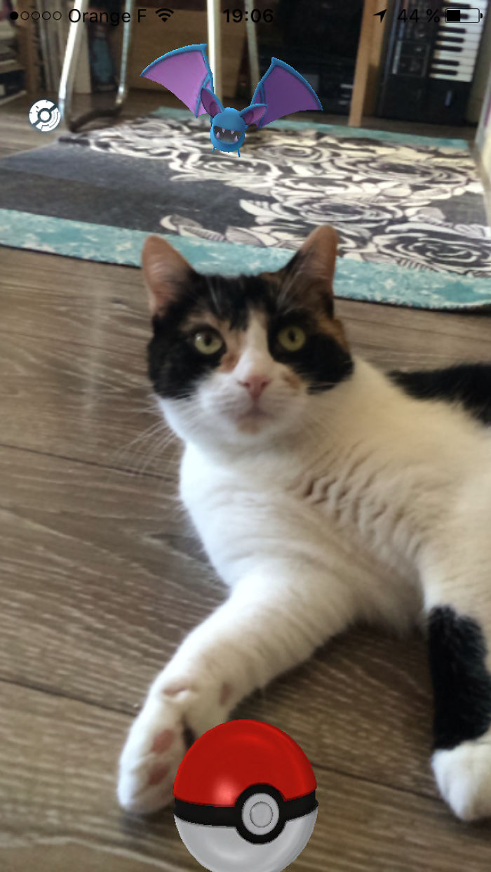 People Are Posting Proof That Pets Can See Pokèmon Go And The Evidence Is More Than Convincing People Are Posting Proof That Pets Can See Pokèmon Go And The Evidence Is More Than Convincing